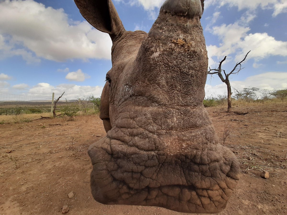 Want more rhino in your life? 🦏
Sign up to the Helping Rhinos newsletter for the latest on our conservation work and to stay in the know about all things rhino!
helpingrhinos.org/newsletter-sig…