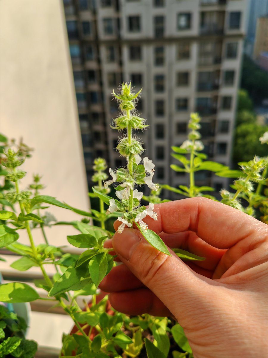 Mohamed Chriya tweet media