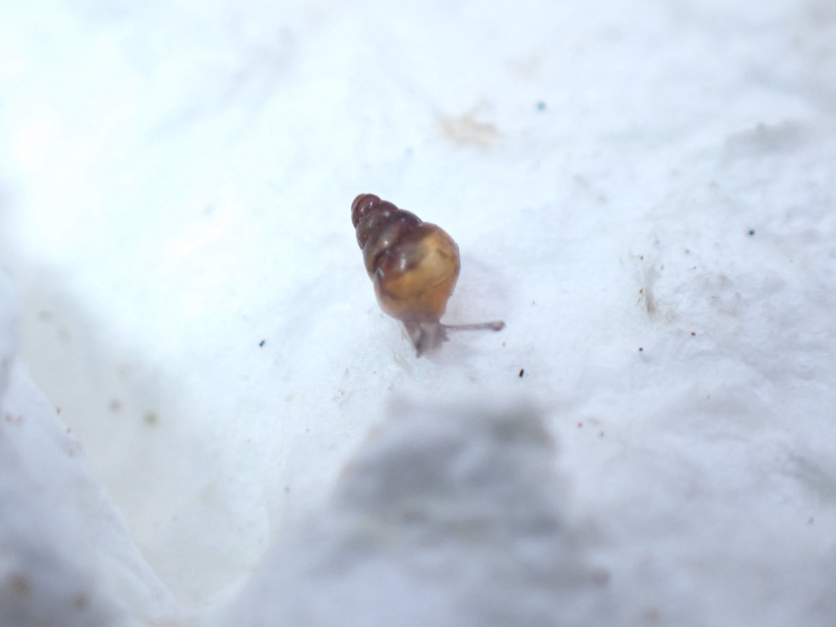 オカピー tweet media