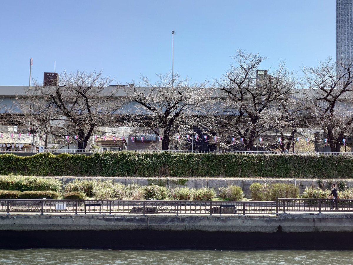 fujimimaru's tweet photo. 3月24日(火)12:00頃の隅田川の桜の様子🌸✨️
#お花見 #屋形船 #深川冨士見 #隅田川 #スカイツリー https://t.co/CrauTxcsbO