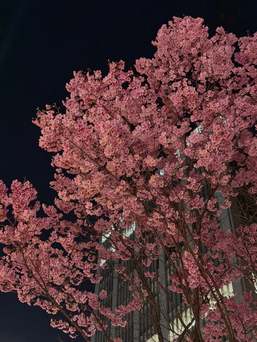 asha ⋆ tweet media