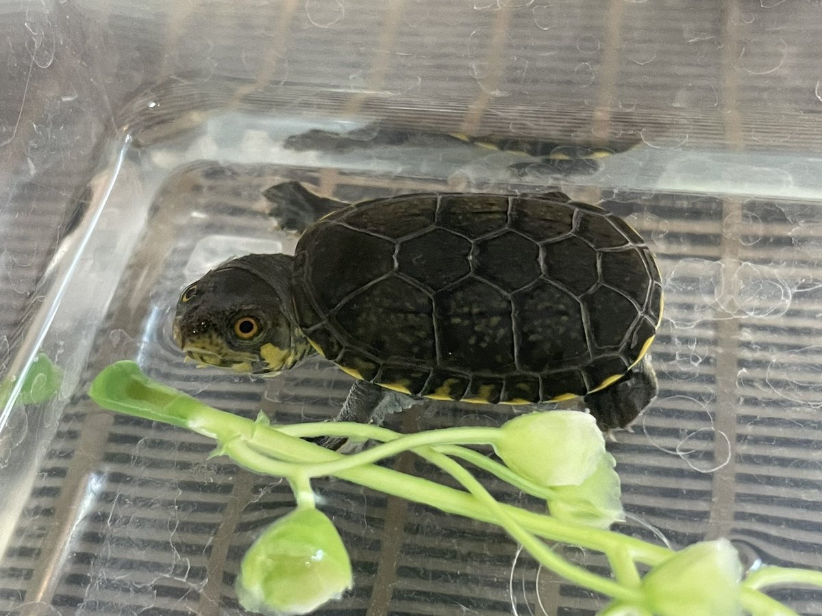 かじょにまる tweet media