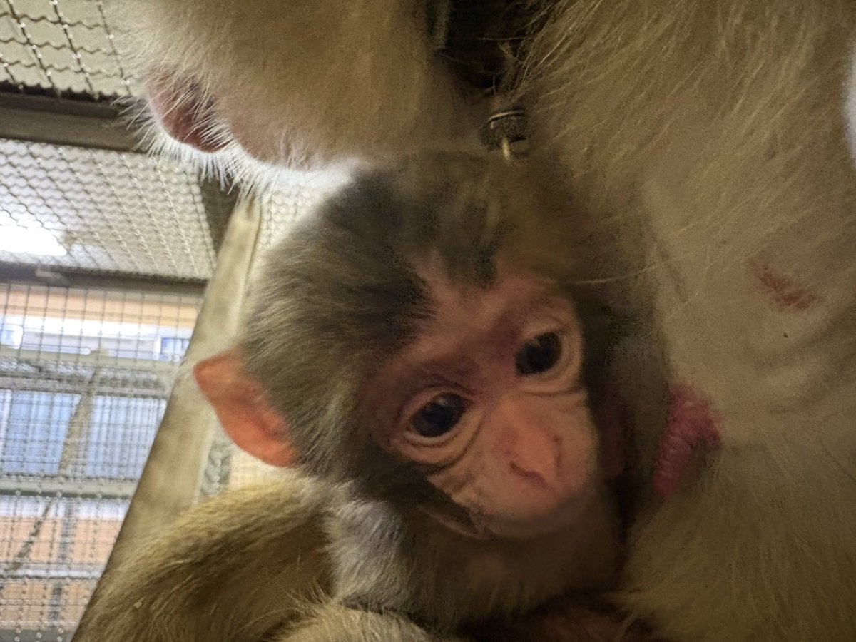 nisukekikaku's tweet image. 3/24 きなこベビー👶🏻誕生して4日目！

時にはママの頭掴みながらも
今日も元気いっぱいですよ〜！！

#ニホンザル　#monkey