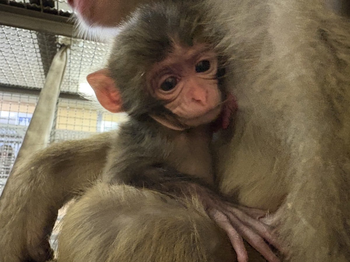 nisukekikaku's tweet image. 3/24 きなこベビー👶🏻誕生して4日目！

時にはママの頭掴みながらも
今日も元気いっぱいですよ〜！！

#ニホンザル　#monkey