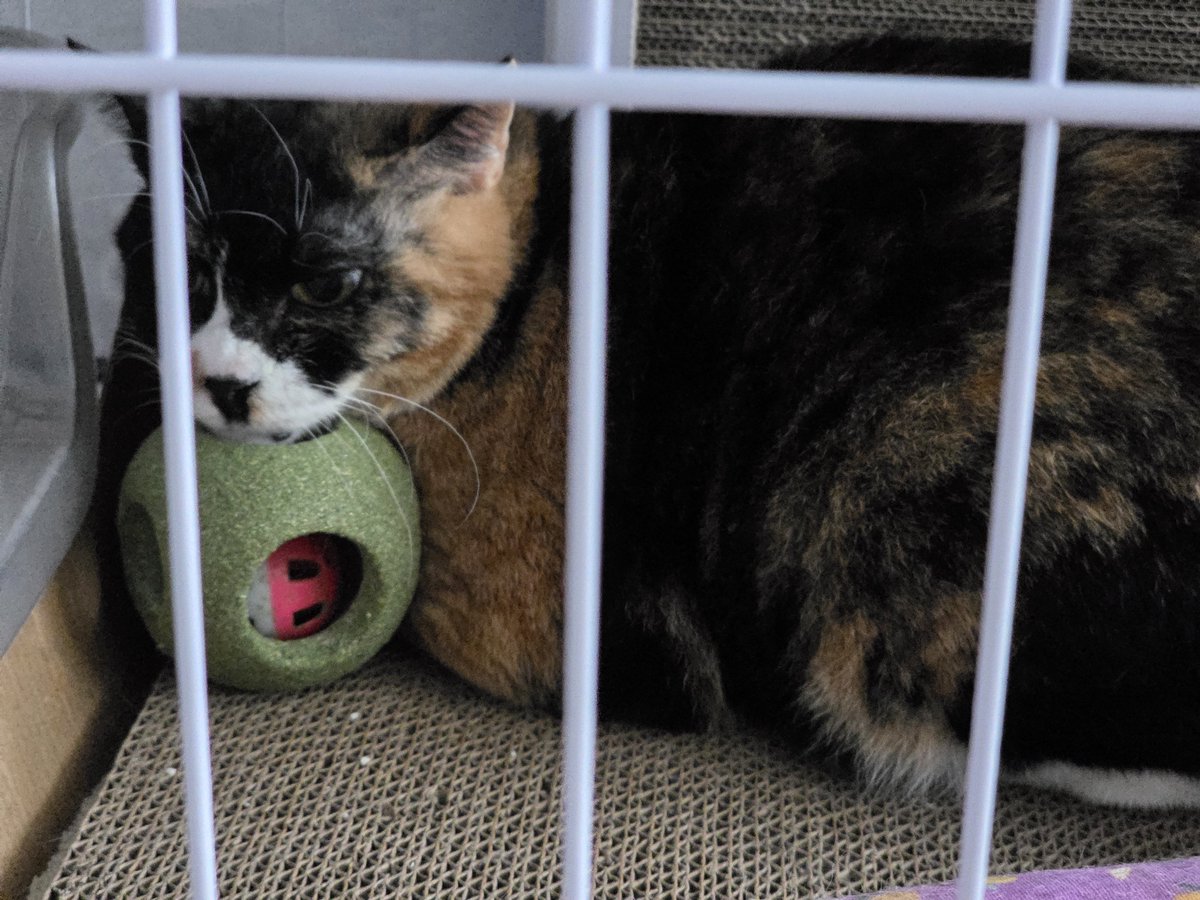 가족 찾는 살룻 패밀리 tweet media