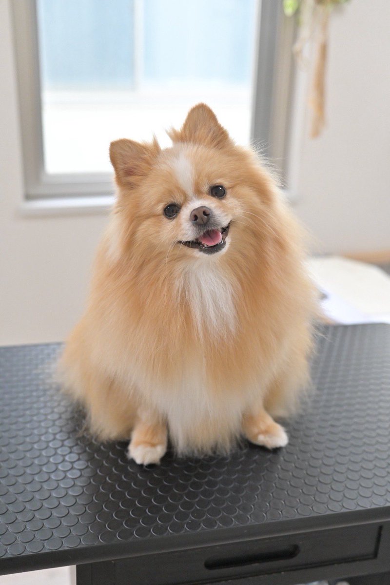 ポメのピカルディ tweet media