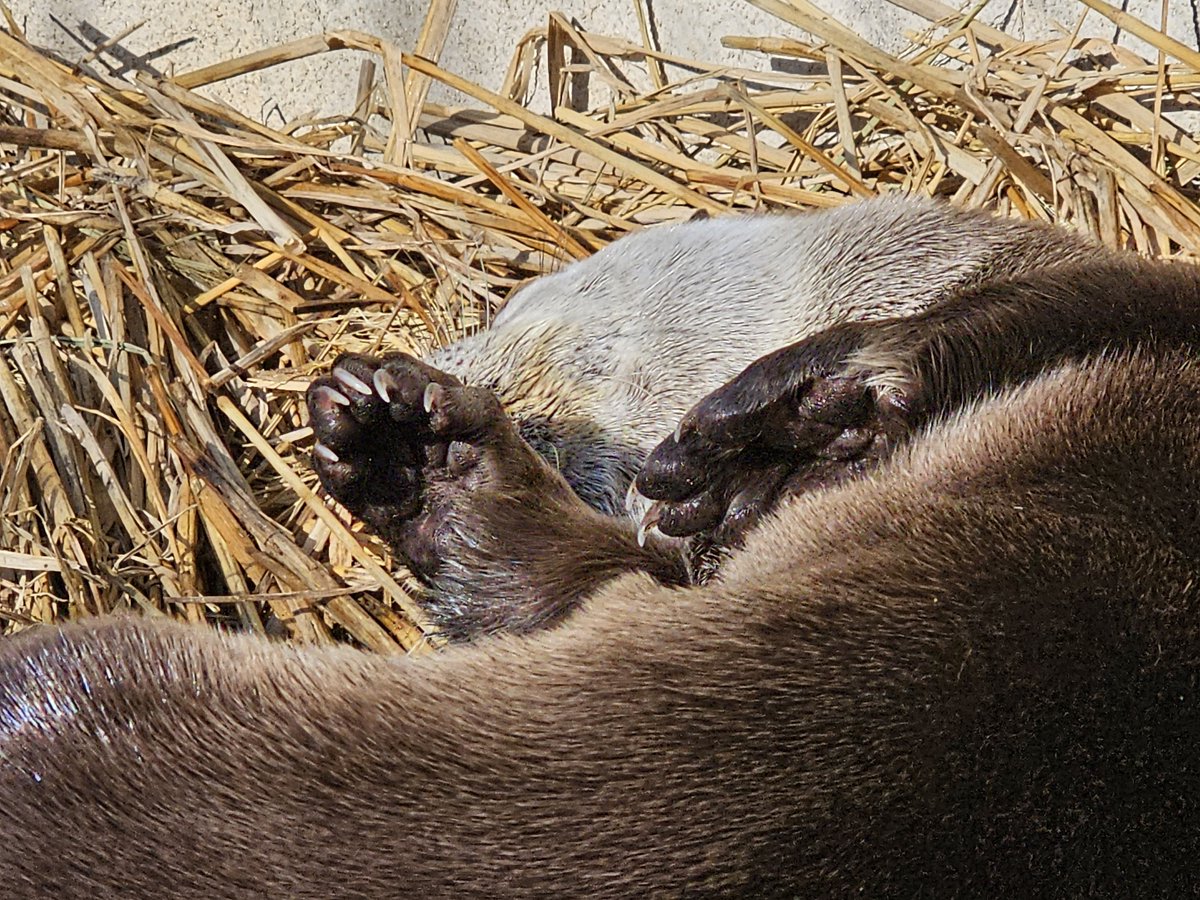 盛岡市動物公園 ZOOMO tweet media