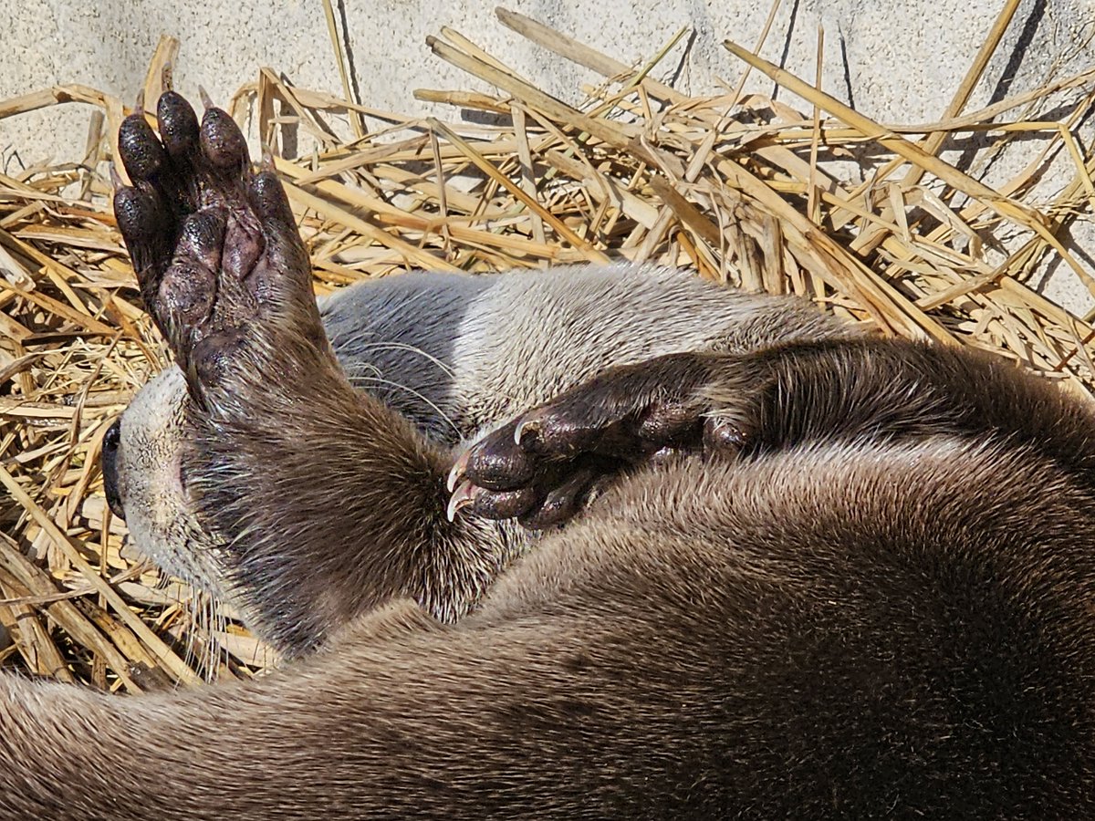 盛岡市動物公園 ZOOMO tweet media