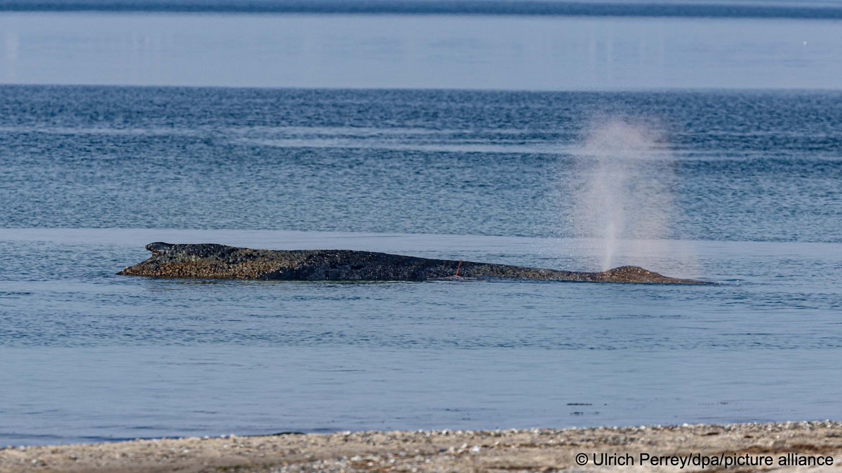 DW на русском tweet media