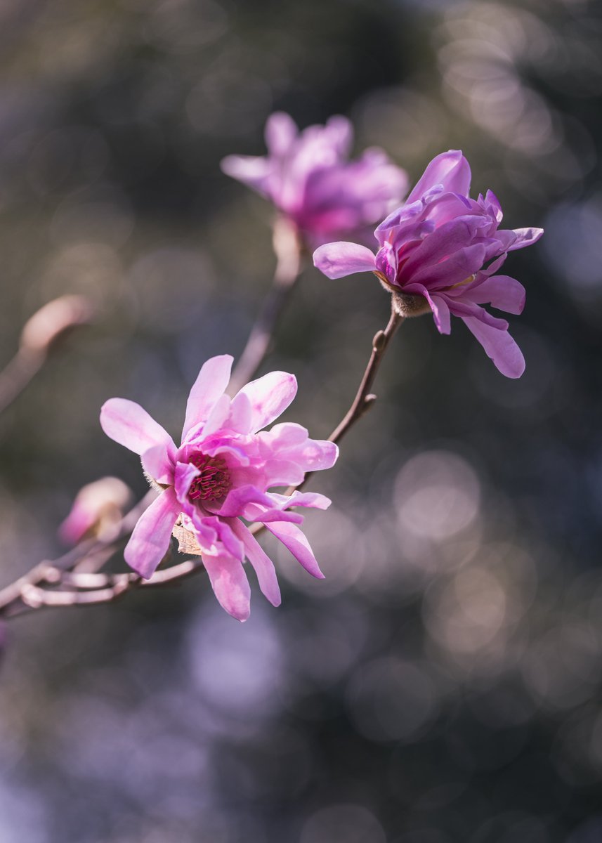 マクロ tweet media