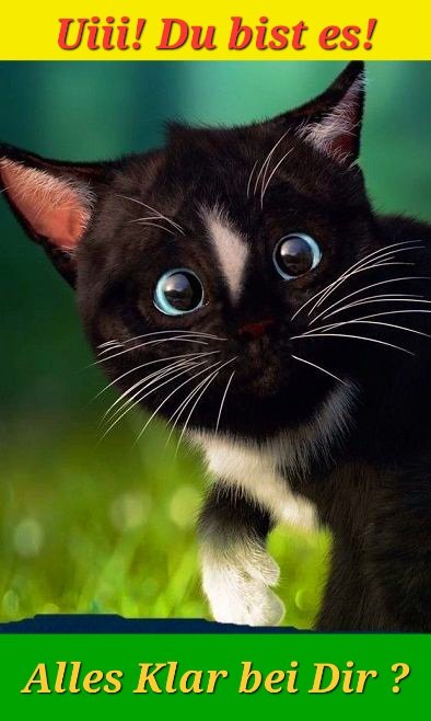 TAO CHAN 🪷 ZEN tweet media