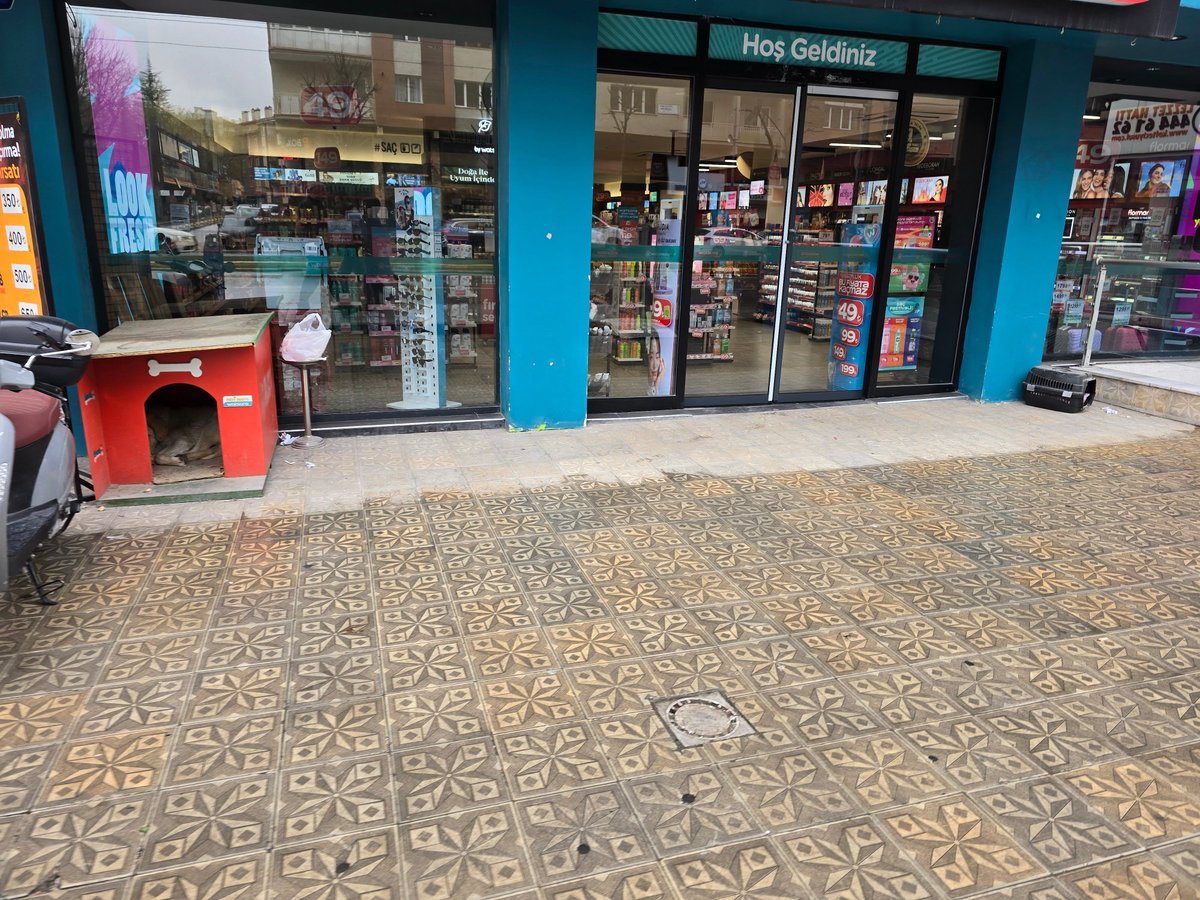 Başıboş Köpek Tehlikesi tweet media