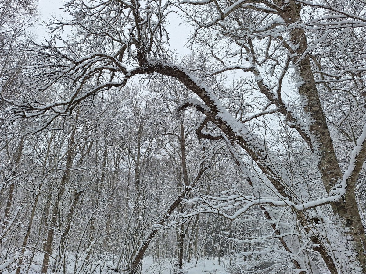 dosankoadviser's tweet photo. 迂闊だった。北にいけば花粉から逃れられるかと思っていた。余計にひどくなって帰ってきた。冬の奥入瀬は、よかった。 https://t.co/9SOTTBZtyV