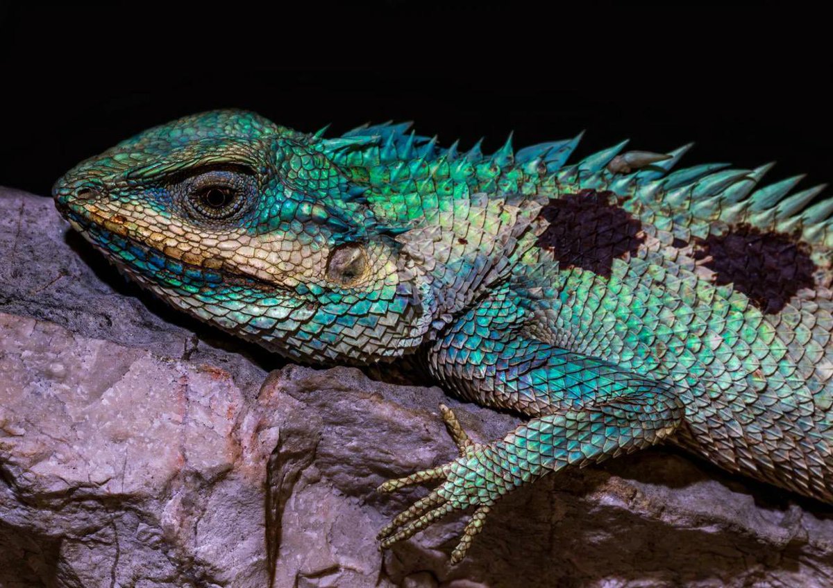 RELOCATIFY tweet media