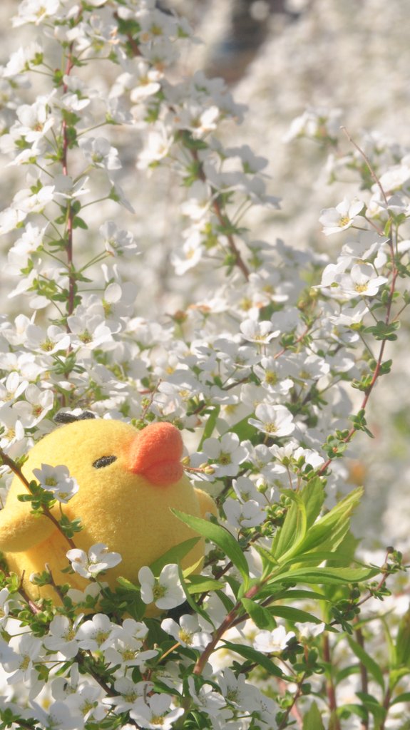 き〜とりさん ٩(◍^θ^◍)۶~❤︎ tweet media