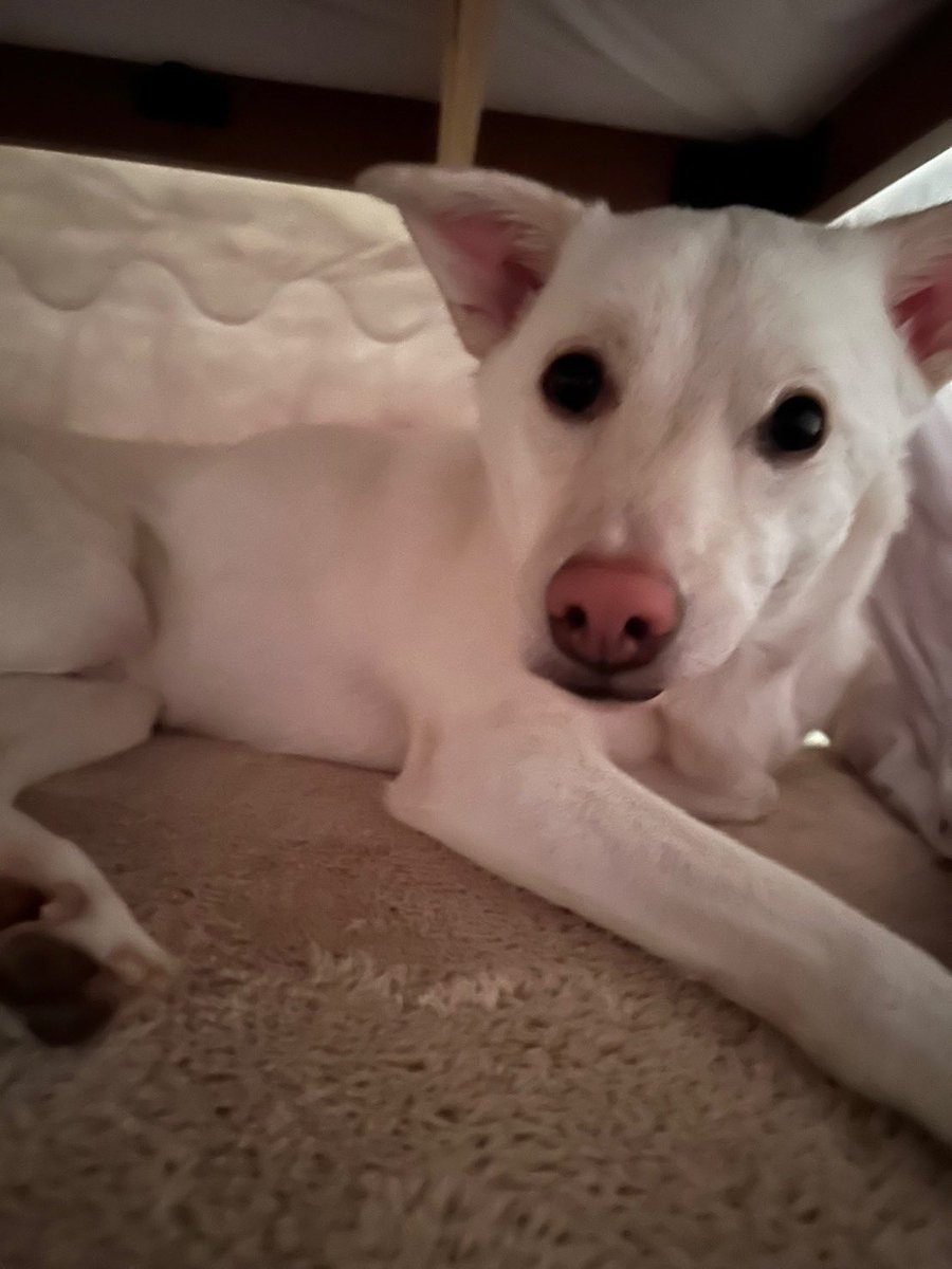 私だ。𝐀𝐭𝐬𝐮𝐤𝐢𝐦𝐢だ。 tweet media