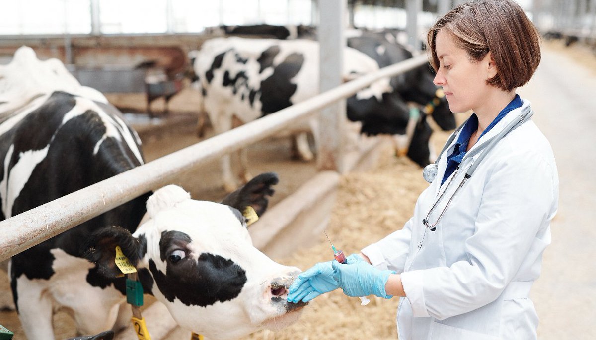 Veterinary Ireland tweet media