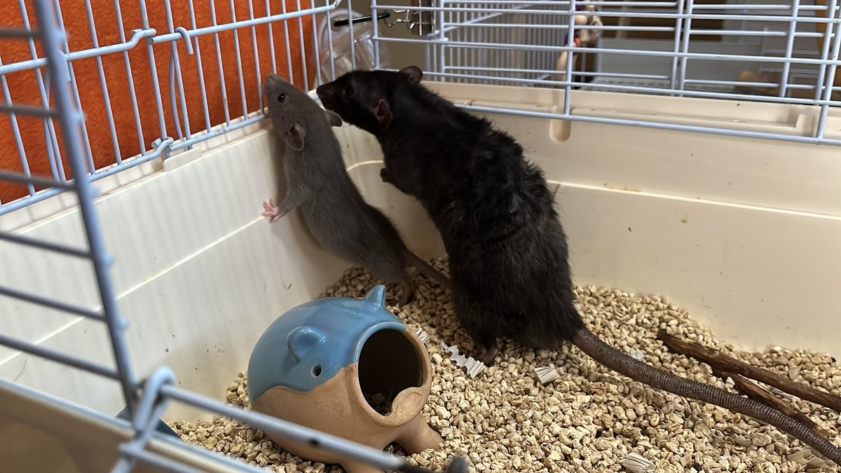 村上ラット🐀🐁 tweet media