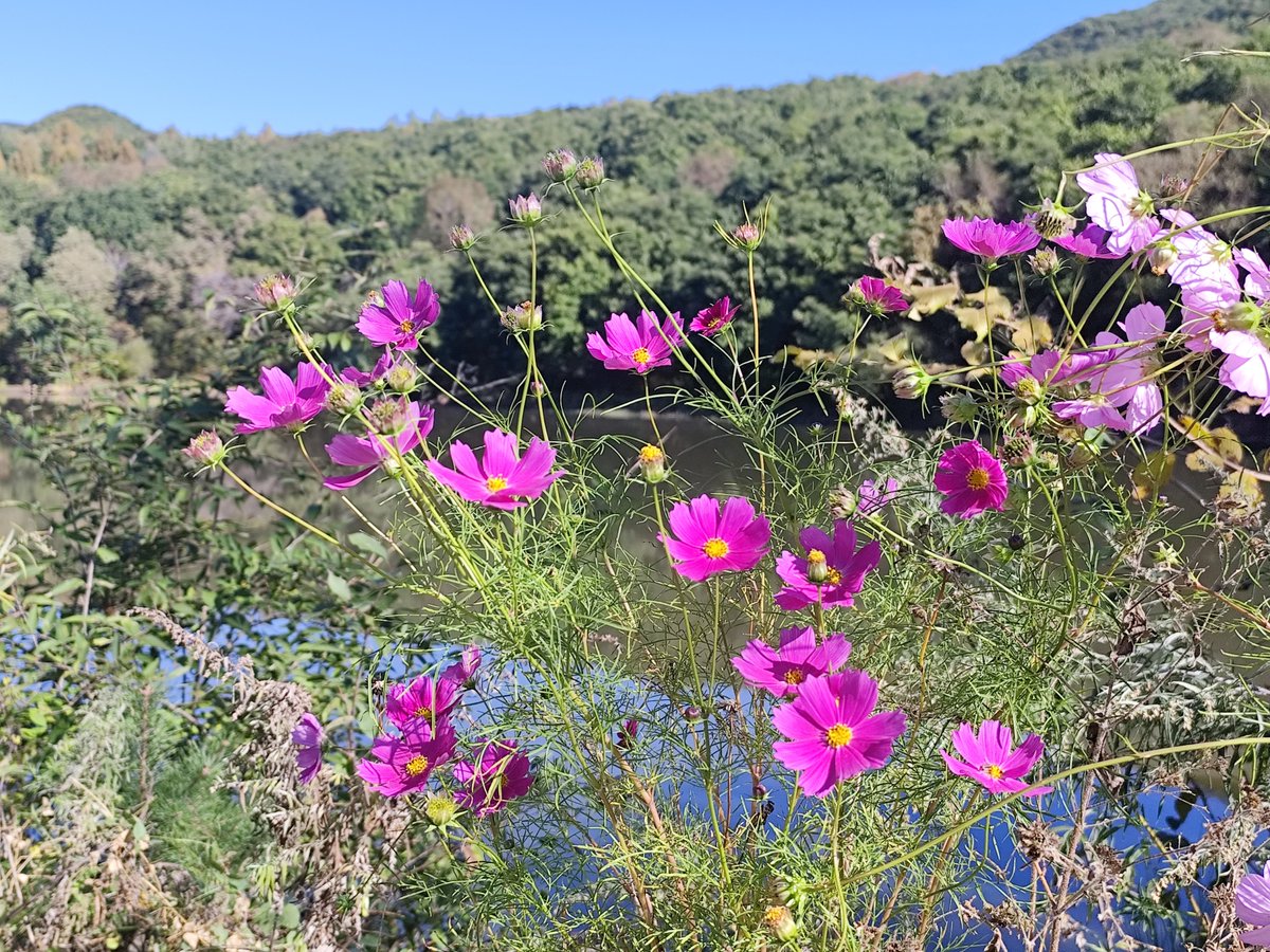 weihong shi tweet media