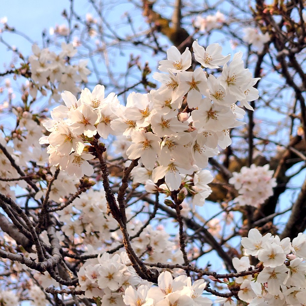 桜咲いてた🌸