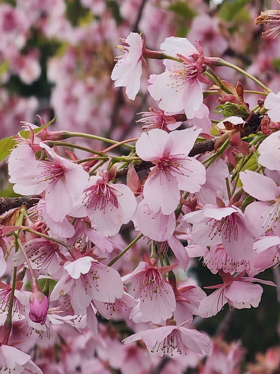 ryun 🐺🥀 tweet media