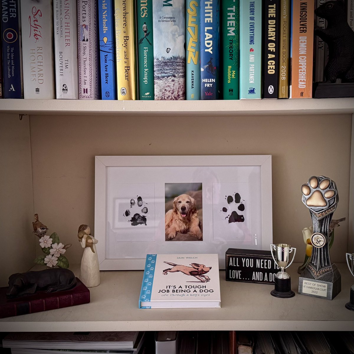 Pip the Golden Retriever 🌈 tweet media