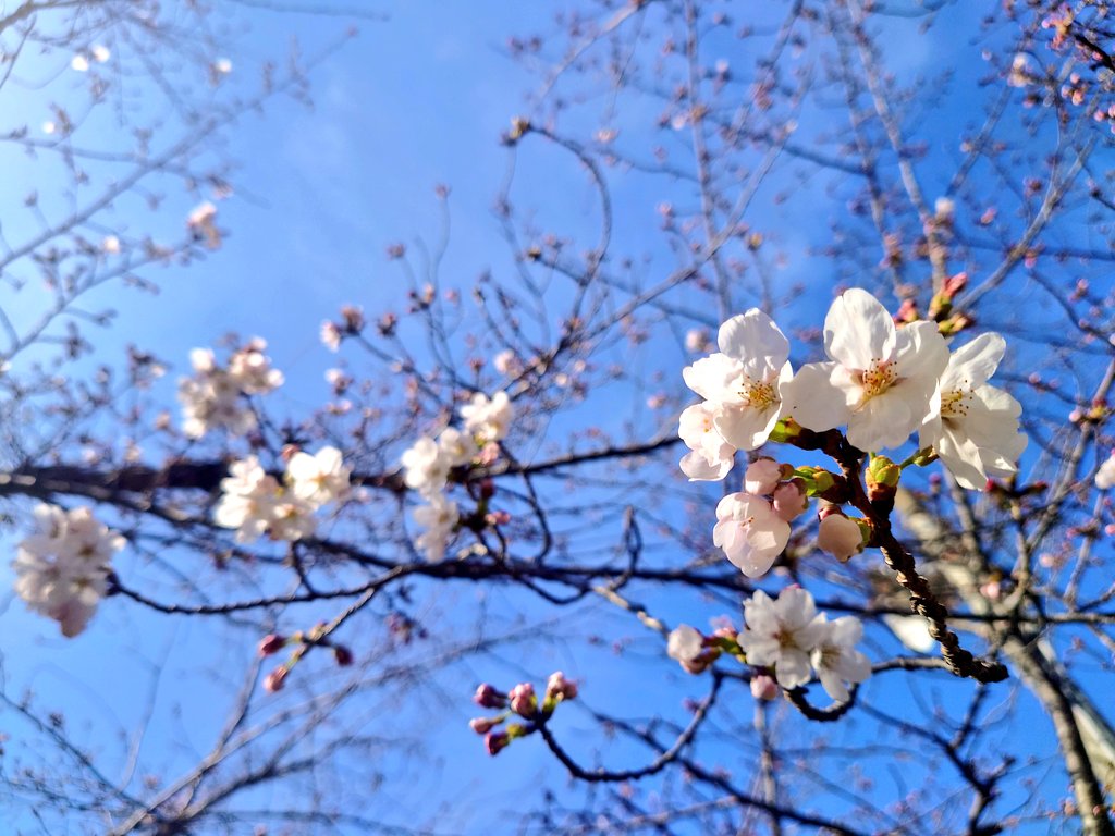 SeikoTamori's tweet photo. #今日の最高気温

19.4 桑名
18.2 四日市
19.6 亀山 ☆今年最高
18.6 伊賀、津
17.9 伊勢
20.2 粥見
17.4 鳥羽
19.5 南伊勢
19.9 紀北
19.1 尾鷲
16.8 熊野
各地で4月中旬並の暖かさ
津偕楽公園の桜はちらほら咲き始め🌸

■25日(水)
くもり昼過ぎから雨☔️

最高    13〜16℃   平年並みで 少し肌寒い https://t.co/SufzrmG05d