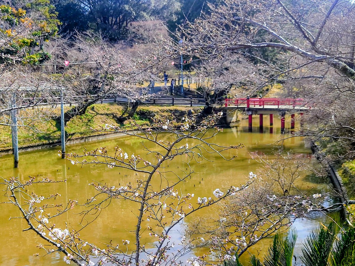 SeikoTamori's tweet photo. #今日の最高気温

19.4 桑名
18.2 四日市
19.6 亀山 ☆今年最高
18.6 伊賀、津
17.9 伊勢
20.2 粥見
17.4 鳥羽
19.5 南伊勢
19.9 紀北
19.1 尾鷲
16.8 熊野
各地で4月中旬並の暖かさ
津偕楽公園の桜はちらほら咲き始め🌸

■25日(水)
くもり昼過ぎから雨☔️

最高    13〜16℃   平年並みで 少し肌寒い https://t.co/SufzrmG05d
