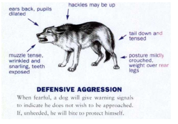 veterandogguy's tweet image. For the women who love their dogs… but dread the walk. 
Your dog isn't "bad." #ReactiveDogs #DogReactivity #AnxiousDog #FearfulDog #CalmDog #DogAnxiety #PandemicPuppy #LeashReactivity #DogMom 
He's overwhelmed.  Calm Bali dogs
amazon.com/dp/B0GT4B1P4B