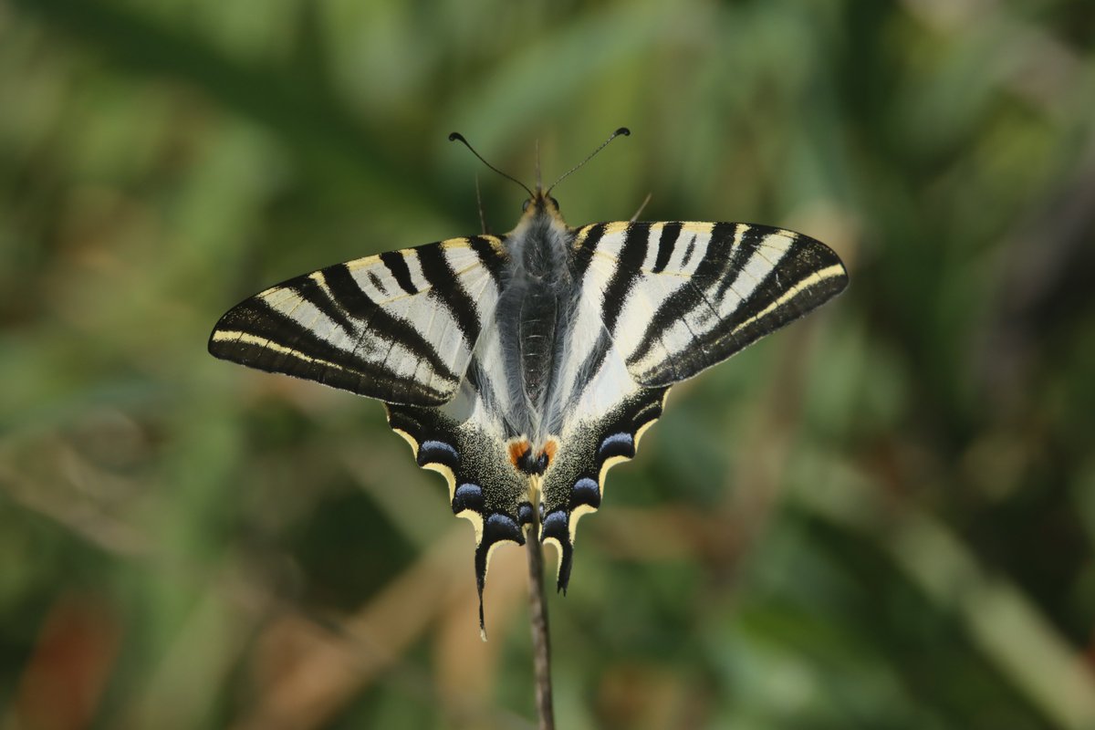 Alimañas tweet media