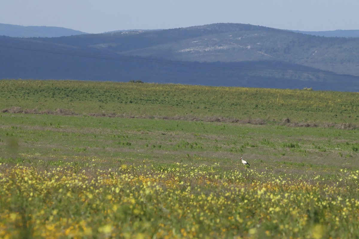 Alimañas tweet media