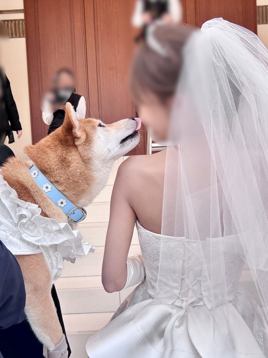 柴犬ちびこ🐾 tweet media