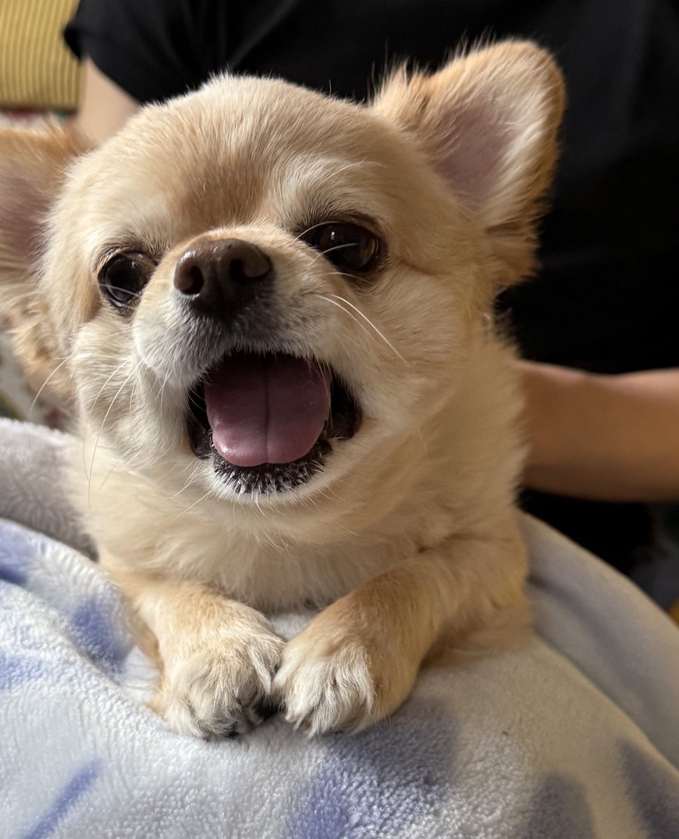 てん（６） tweet media