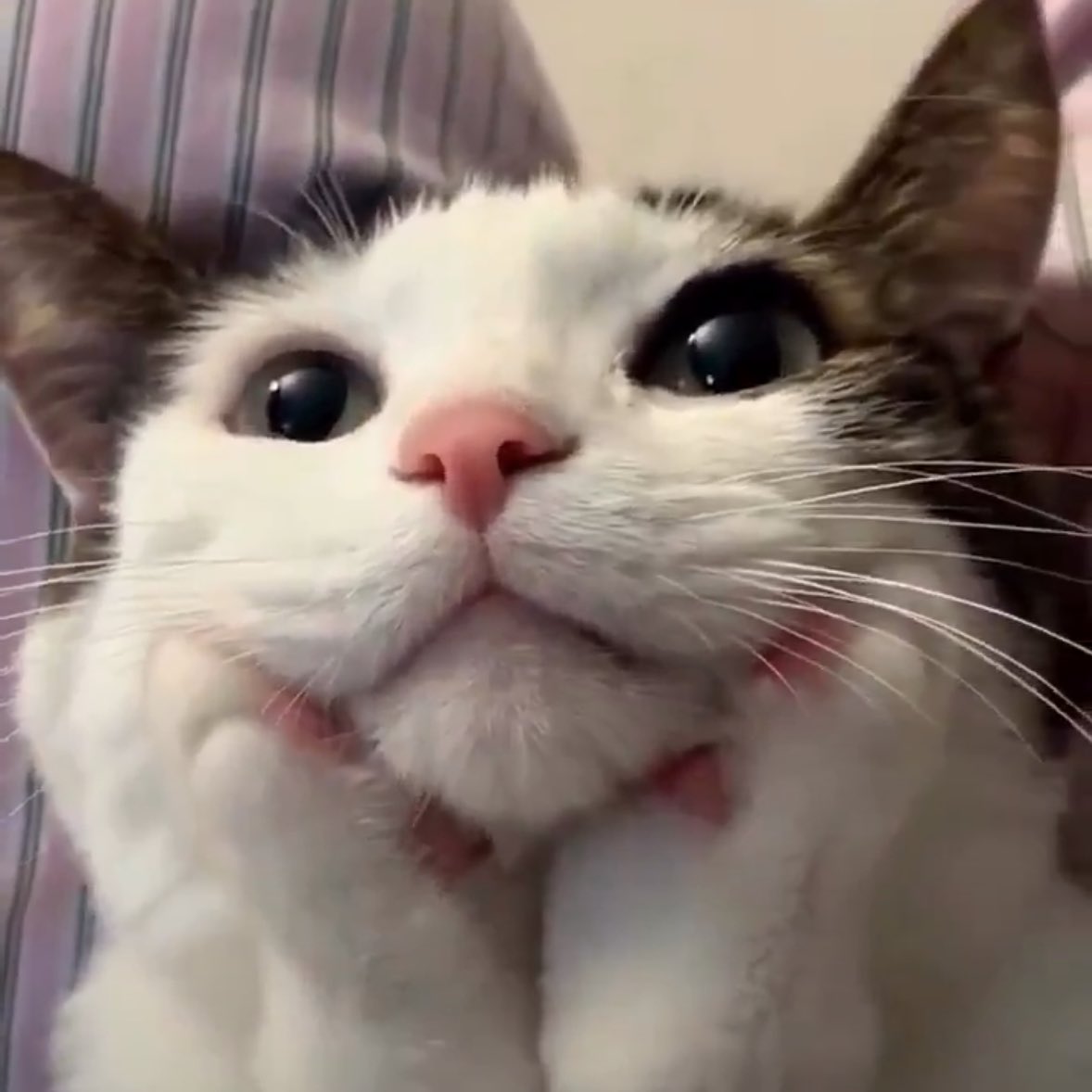 ꒰ ไซบี้ ꒱ 🎀 🐾 tweet media