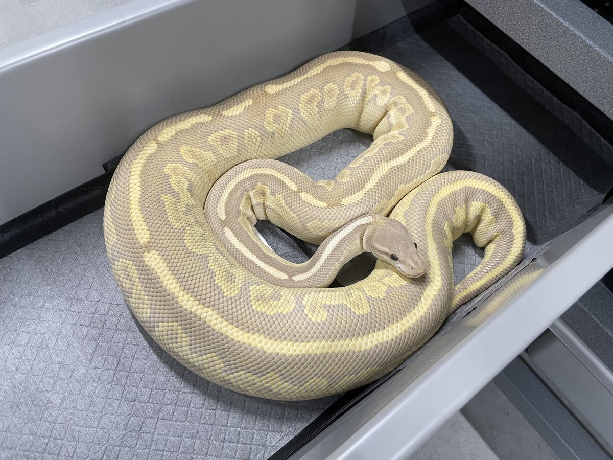 δ7Ballpython tweet media