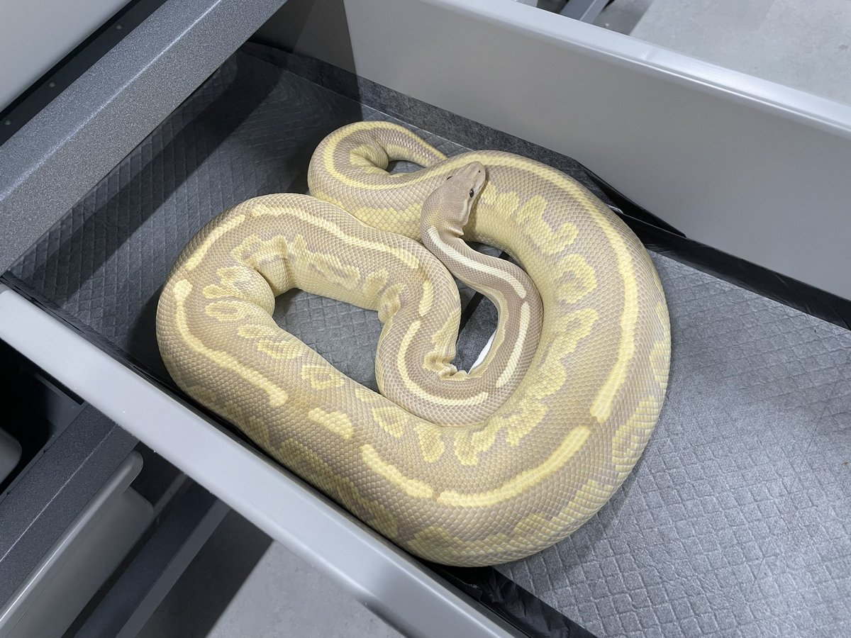 δ7Ballpython tweet media