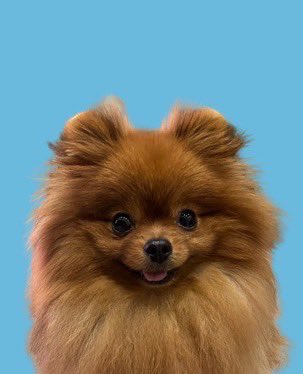 ぴよと@ 特濃ツノ族⚡/デビメイト(仮) tweet media