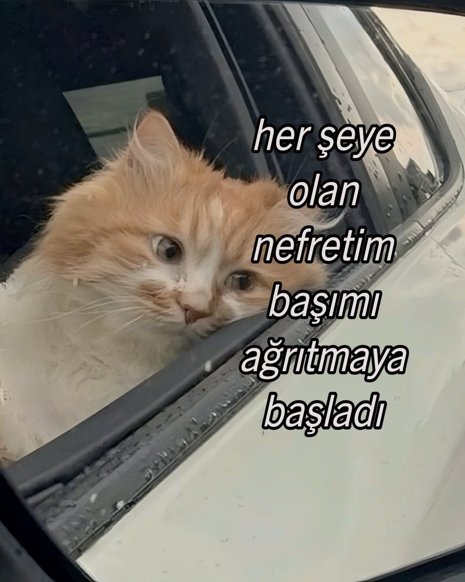 ︎Mutsuz tweet media