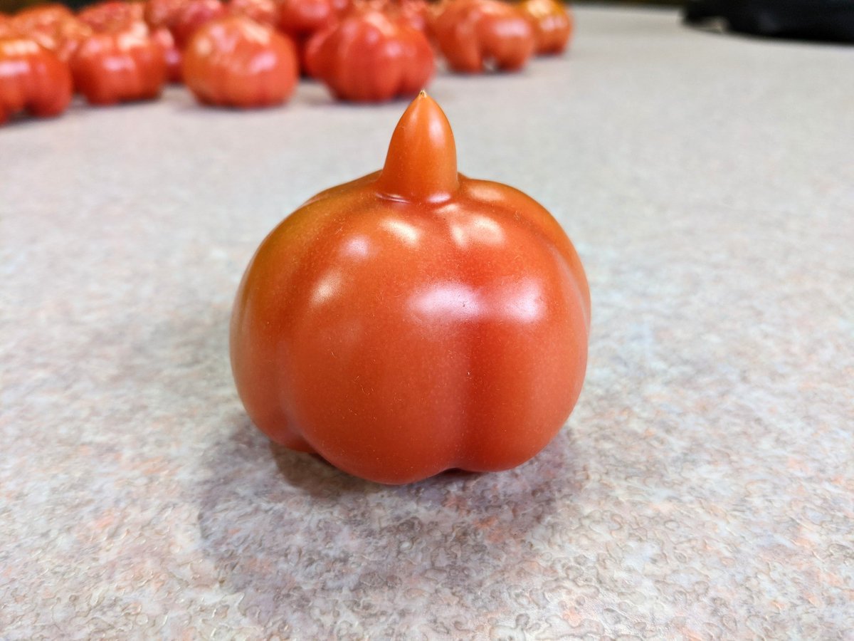 曽我農園＠ 闇落ちとまと 越冬トマトは毎年5月から7月までの販売です tweet media