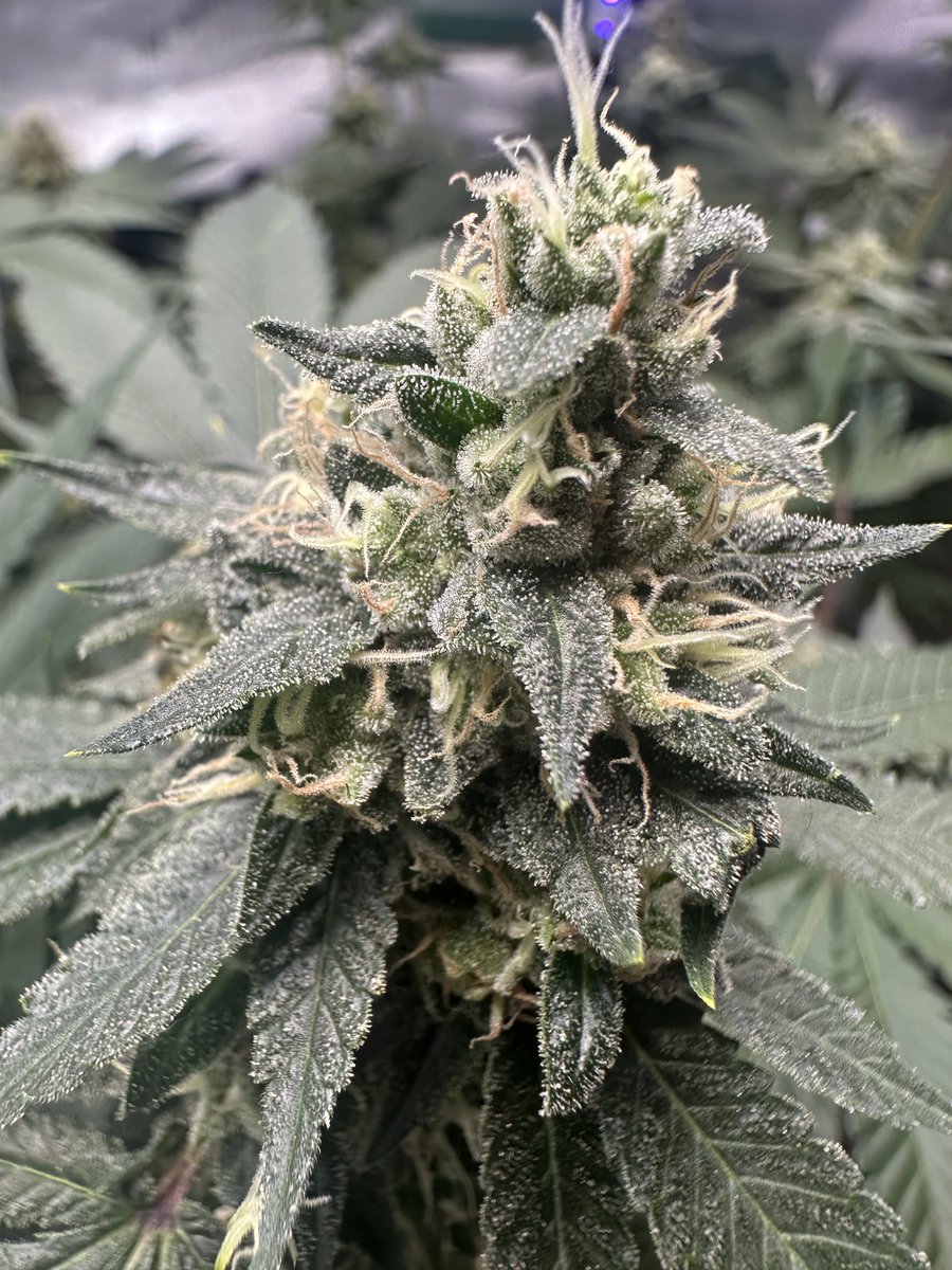 bobby caliente 🔥 tweet media