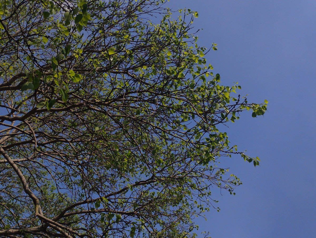 parthak ✧ tweet media