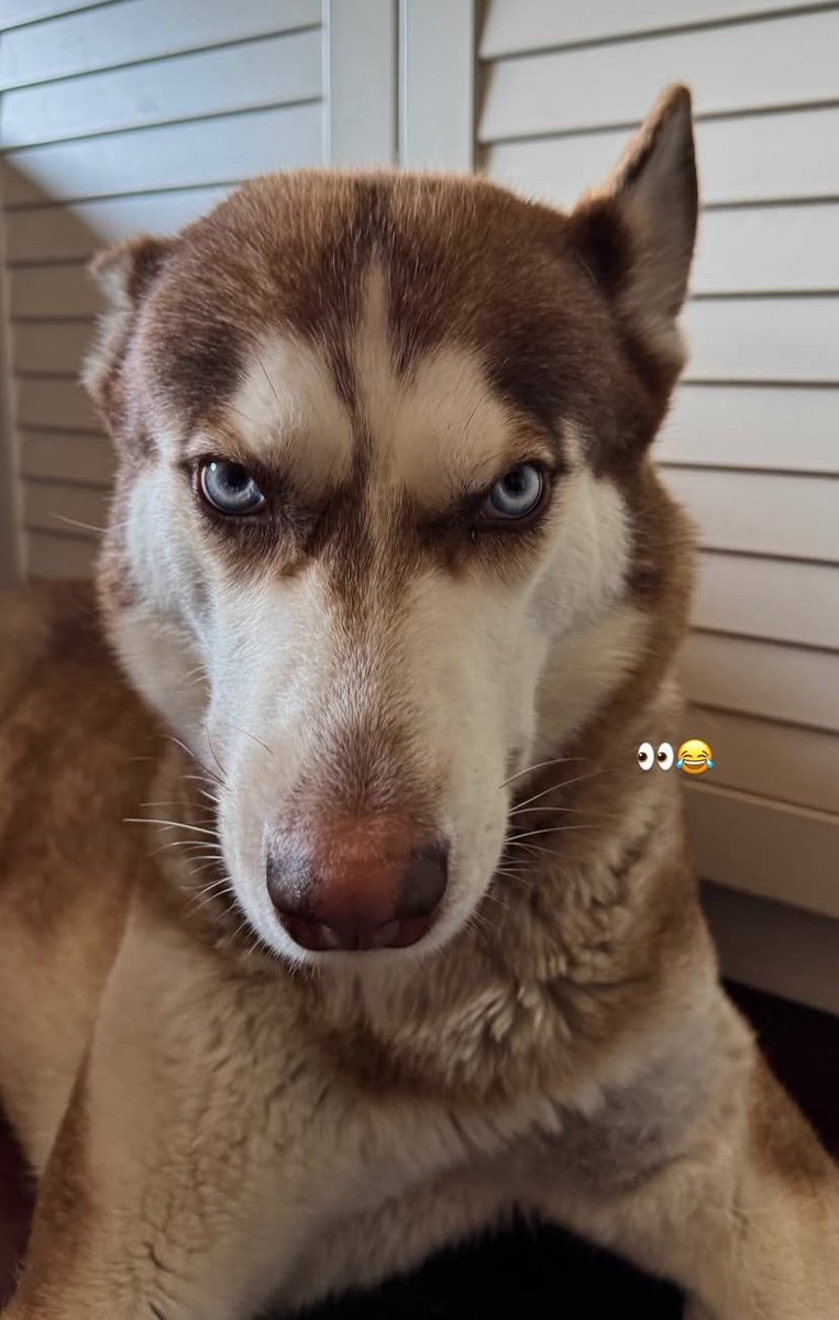 Ninni X2 🤍 buongiorno 🥹😭 #jonita  🏡