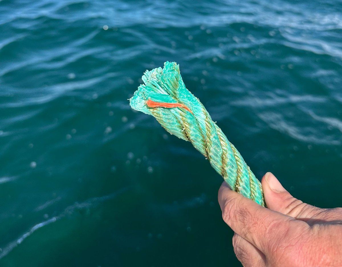 IEOoceanografia's tweet photo. Desaparece una línea experimental de cultivo de ostra del proyecto #REMEDIOS en el Mar Menor.

Se recuerda que las ostras empleadas en estos ensayos no están destinadas al consumo humano y no deben ser recolectadas ni consumidas bajo ningún concepto.

🔗 https://t.co/8uyJ63Va2o https://t.co/PNPY1krLPJ
