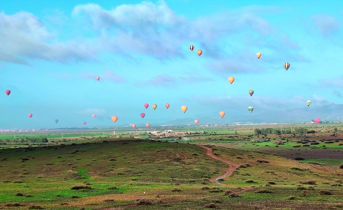 Mops Taktyczny tweet media