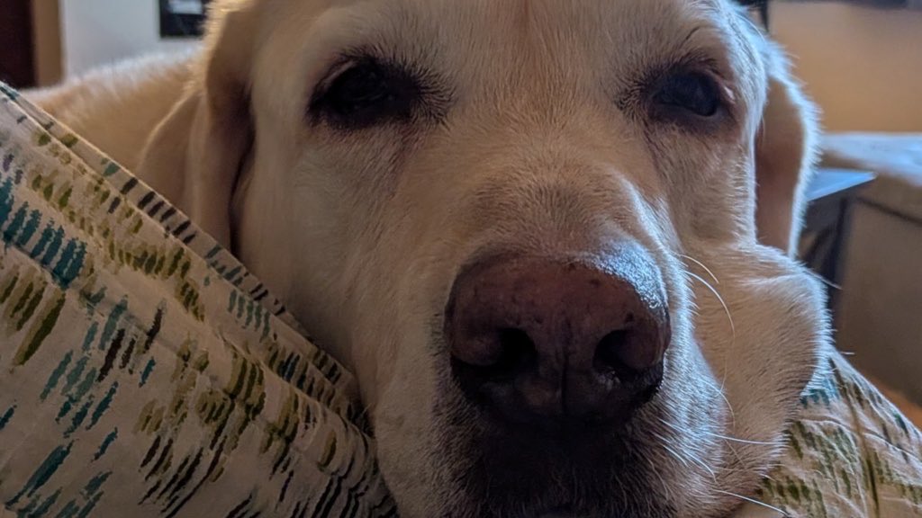 Ed the Yellow Labrador 🇨🇦🍁 tweet media