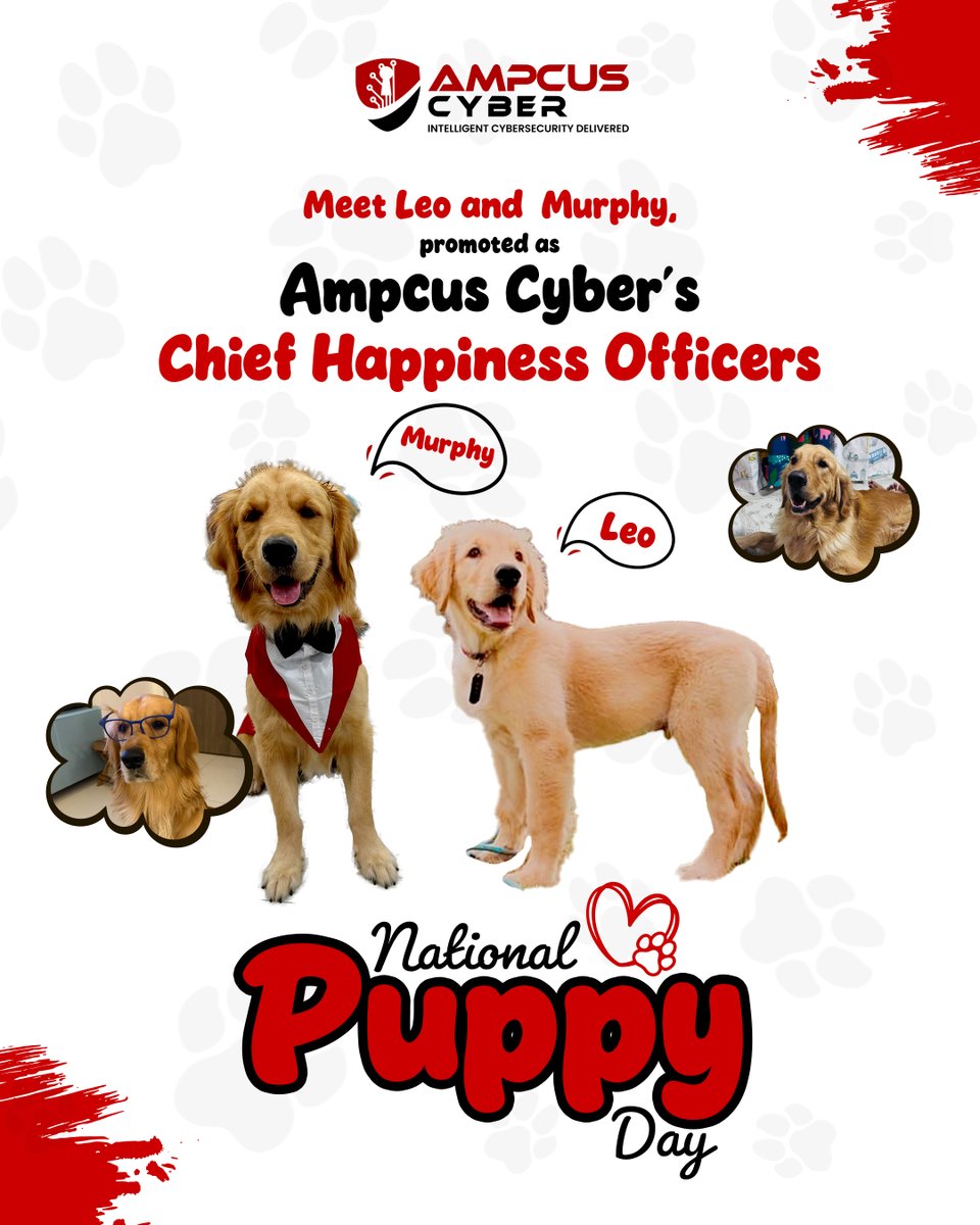 Ampcus Cyber tweet media