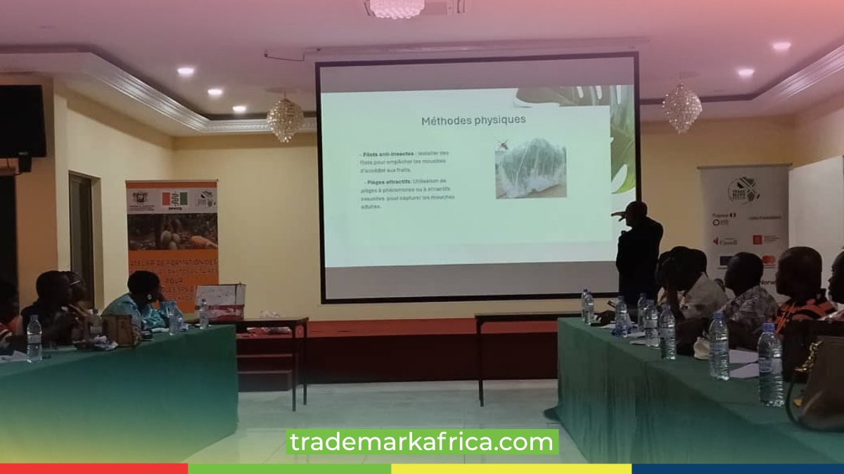 TradeMarkAfrica's tweet photo. Over 100,000 livelihoods in Côte d’Ivoire depend on mango exports. 

Last week, TradeMark Africa trained 100+ plant health inspectors to strengthen SPS inspections, helping safeguard trade, protect farmers, and keep exports competitive. 

#KeepAfricaTrading #Côtedivoire 

@AllenAsiimwe1 @AntheVrijlandt