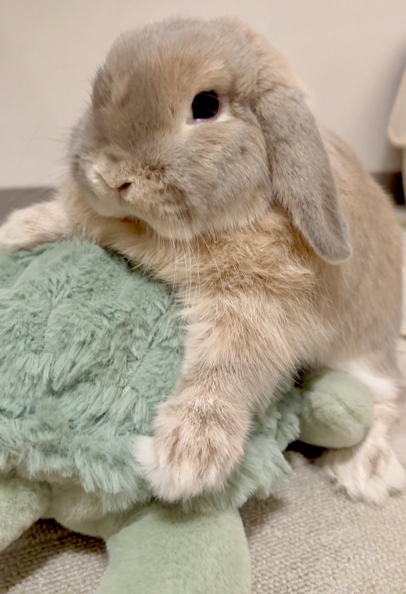 おいしいプリン tweet media