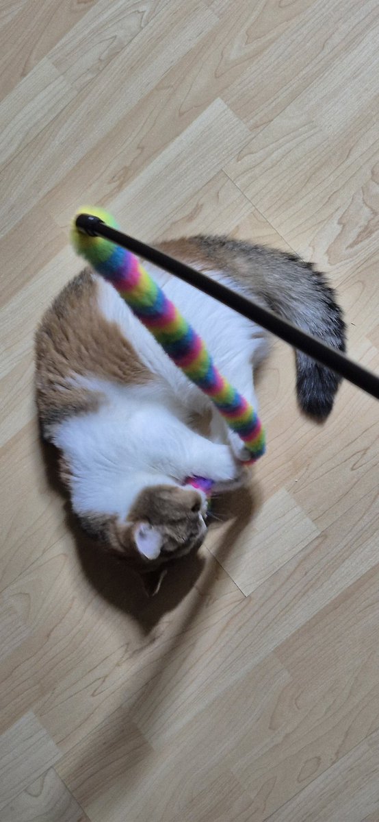 rumbleee tweet media