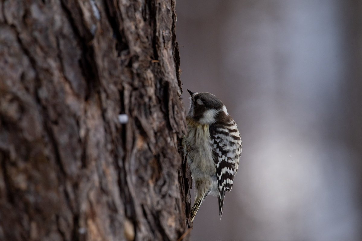 こーちゃ tweet media